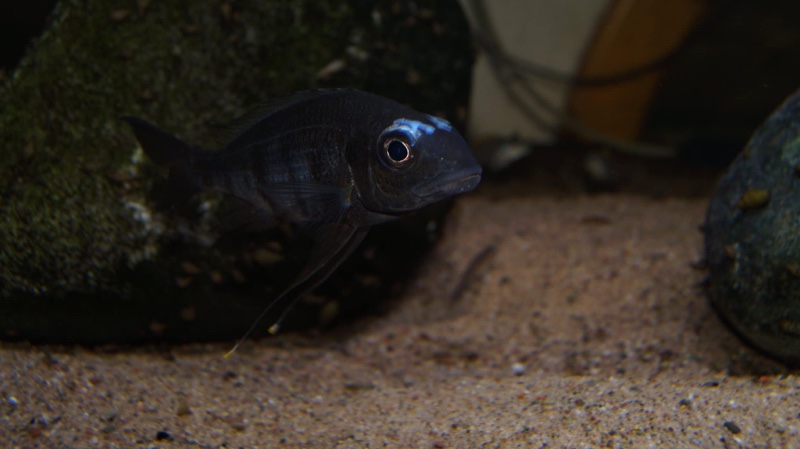 Ophthalmotilapia sp. 'whitecap' Mabilibili Bay